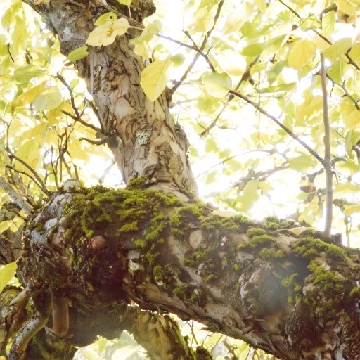 PQ Encoding - Prompt 71