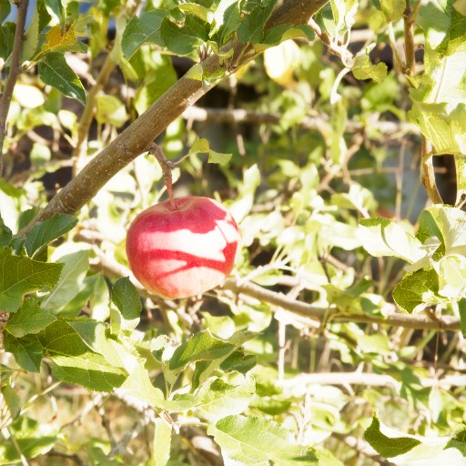 PU21 Encoding (Default) - Prompt 70