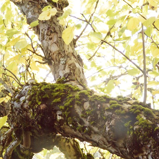 PU21 Encoding (Default) - Prompt 71