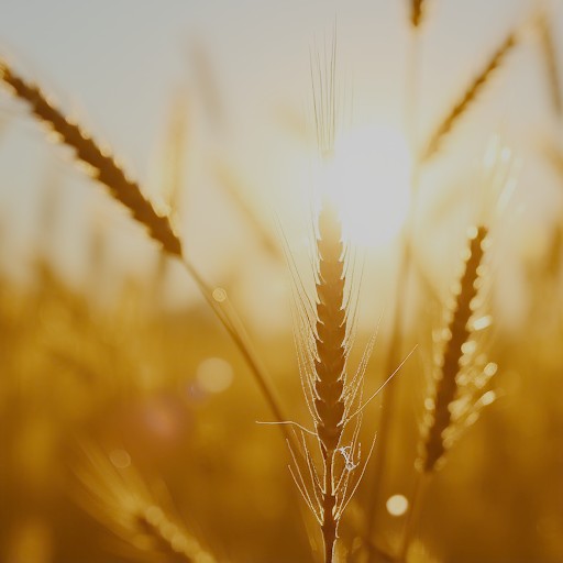 Linear Encoding - Prompt 48