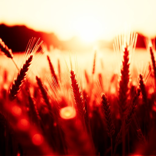 No Finetuning - Prompt 48