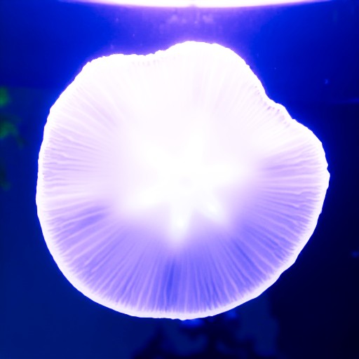 PU21 Encoding (Default) - Prompt 93