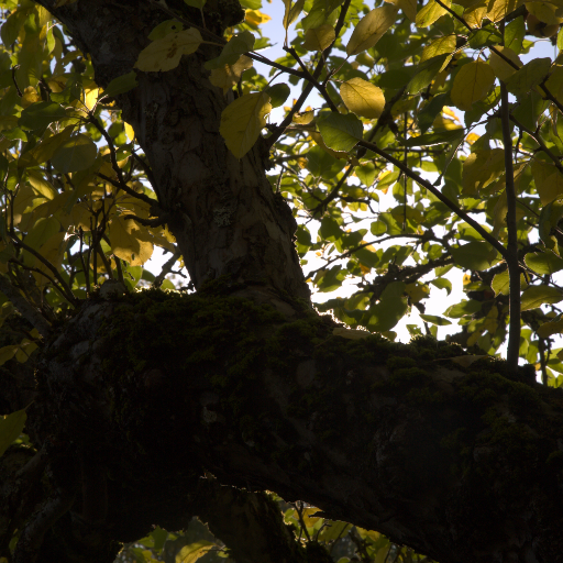 Input RAW - Prompt 71