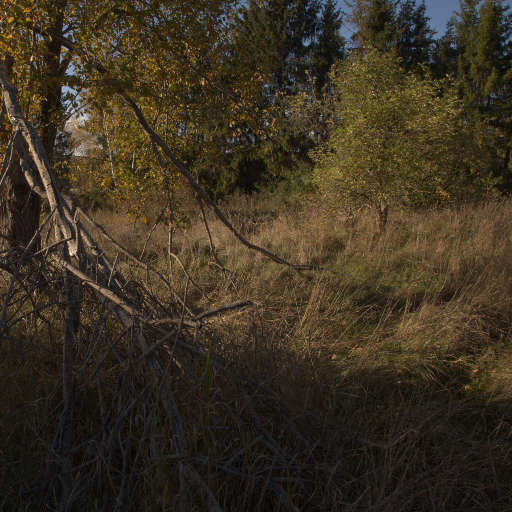 Input RAW - Prompt 77